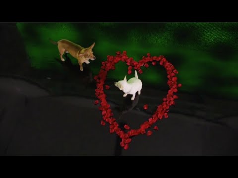 Beverly Hills Chihuahua 2 (Chris Hajian Score)