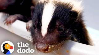 Rescued Baby Skunks Have A Spray-War With Their New Sibling | The Dodo