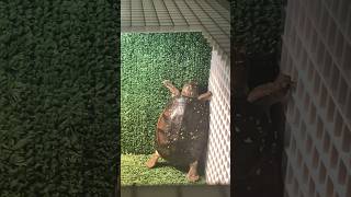 Buying My Turtle Plastic