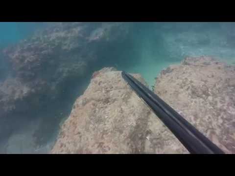 Winter mangrove jack