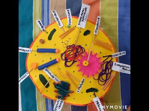 Animal Cell Model