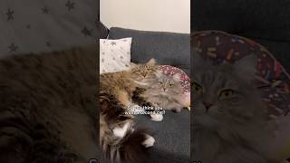 Get ready for a little chaos and a whole lot of love 😹 #catshorts #catlife #cutecats