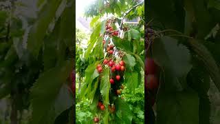 #sweethome#homegarden #fruit #cherrytrees #cherrygarden #mountainliving #mountainlifestyle #🍒🌹☔🍀🕊🍓