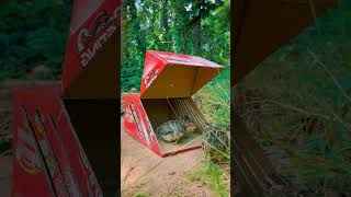 Trap Open Closed-Quails #trapping #quail #quailbirds #shorts #trap #trapping #short