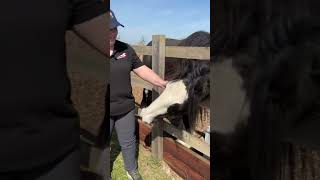 Vet advice on watering your horse at Appleby Horse Fair