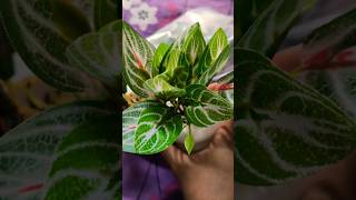 Artificial plants for home decor#Realistic looking#Home decor iteams ytshorts#ytvideoes#yt