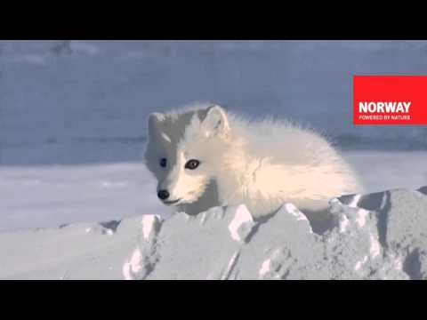 The Greatest Lightshow on Earth