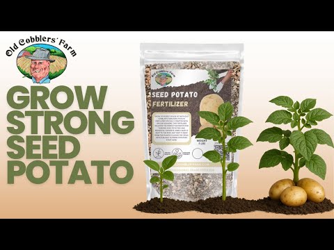 How to Grow Seed Potatoes in Containers with 8-16-16 Fertilizer by Old Cobblers Farm™