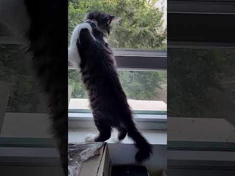 Kitten is a new spy #spy #curious #detective #funnycat