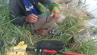 Pancing jaring,strike langsung nila babon #pancingjaring #mancingjaring