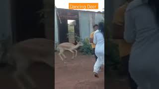 Dancing Deer