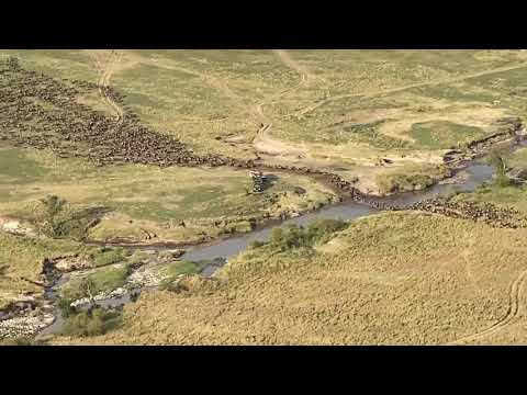The Great Wildebeest Migration in Kenya