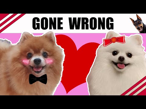 What Happens When Bruno Falls in Love?