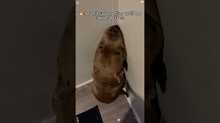 Drama queen dog-is there anyone more dramatic than them?🐶😂😂#funny #funnypets #dog #dogslife #fyp