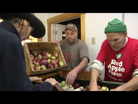 Cider making in New England v3F