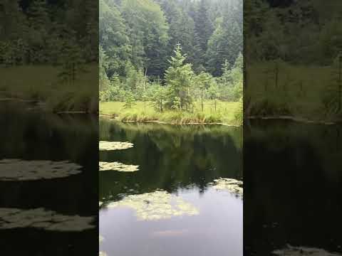 Dead lake. Мертве озеро. #lake #nature #озеро #природа #тиша #