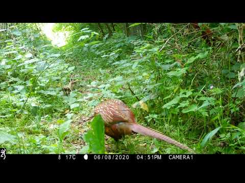 ValleyWatch Episode 3