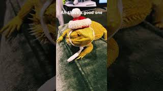 Epic Sales #salesmeme #shorts #reptiles #beardeddragon #funny #funnyanimals #memes #funnymemes