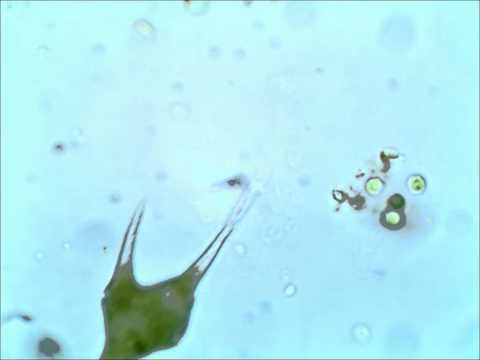 Dinoflagellate