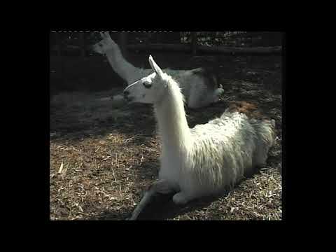 home video789
