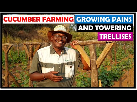 Vegetable Farming in Zambia: Cucumber Crop 2022: Update 2: Direct Sown, Grown, and Now Trellising.