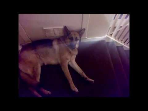 Doge Doge Dubstep Dogstep