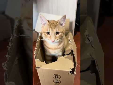 Criminals at the crime scene. Cats and a box. 📦 #catshorts #catplaying #catbox #cutecat #funnycats