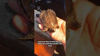 I released SNAPPING TURTLES into my pond…