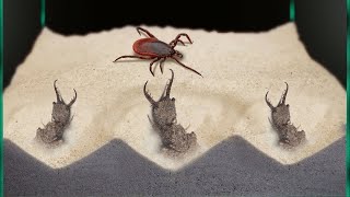 BATTLE OF THREE ANT LIONS AND THE TICK! #shorts #madscience