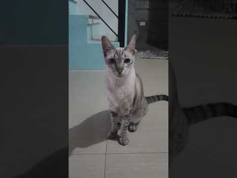 it just made sense right? 😹 #shorts #short #cute #cutecat #pet #pets #petlover #catvideos
