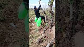 #shorts #agritools #farming2024 #agriculture  #JIKreactionagritools in farming 2024