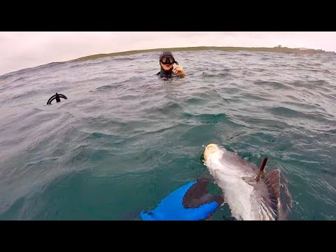 Evading the taxman while Spearfishing Cape St Francis