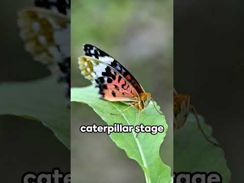 Butterfly misconceptions: Can they really drink tears, and do they taste like cabbage?
