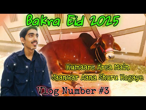 Humaare area main jaanwar aana shuru hogaye😍🥰 | Vlog Number #5 #cow #bakraeid #vlog