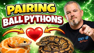 Pairing Ball Pythons