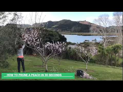 How to prune a peach in 30 seconds