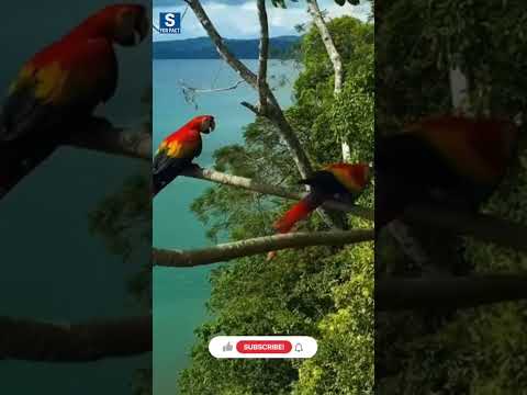 #amazon Jungle: Duniya ka 😰Aakhri Rahasya 🚫 . #viralvideo  #facts #anaconda #worldnews #animalfacts