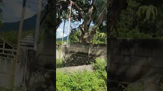 Joyful Car drive among Beautiful Greenery