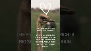 Did you know? Ostrich brain is smaller #quickfacts