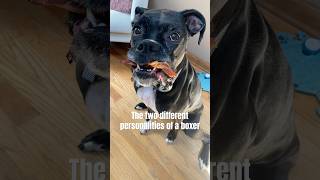 ✨ Two personalities of a boxer dog #jojotheboxer #danithegirlboxer #boxerlove #boxerpuppy #boxerdog