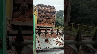 Palm oil production: harvesting and processing