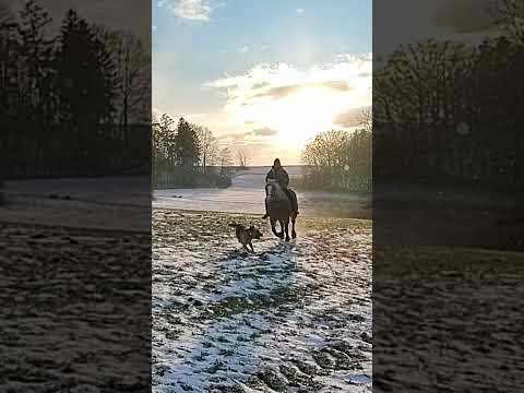 A beautiful ride in the snow💗😍#animals #nature #sunset #horse #dog #dogs #amazing #winter #beautiful