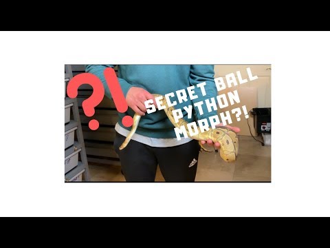 DO I HAVE A Secret Ball Python Morph?!?!