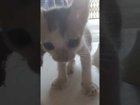 cute kitten #love #bollywood #shorts #trending #viralshorts #youtubeshorts