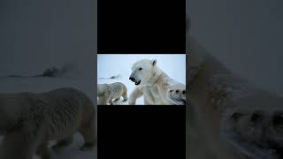 polar bear vlogging #bearvloggigng #bear #wildlife #vlog #shorts