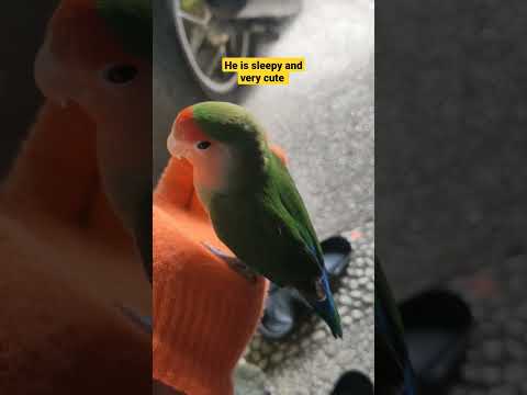after eating even sleepy #shorts #birds #tamebird #lovebirdmania