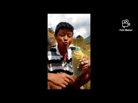 Funny video..my frnd pull nongrum