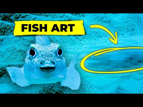 Puffer Fish Constructs A Masterpiece of Love