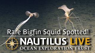 Rare Bigfin Squid Spotted in Deep Sea of Cook Islands | Nautilus Live