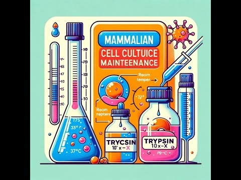 Mammalian Cell Culture Maintenance: Protocol in Description